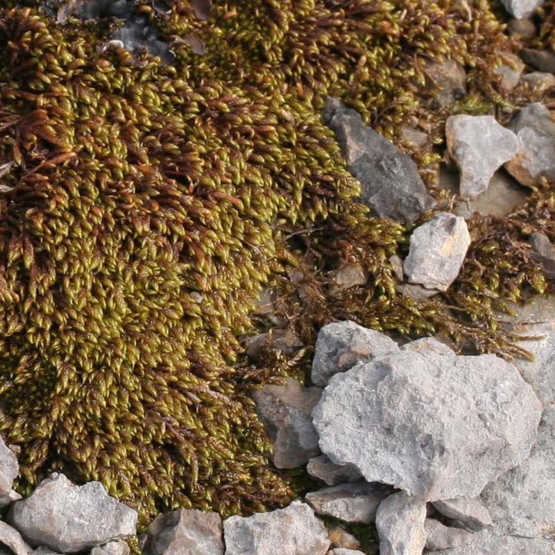 Hypnum vaucheri